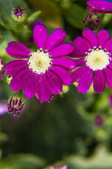 Obraz premium Beautiful blooming cineraria flower closeup in garden