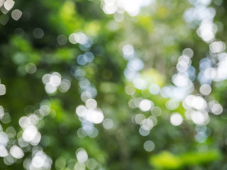 Green bokeh on nature. Blurred tree and bokeh tree. Blurred nature background