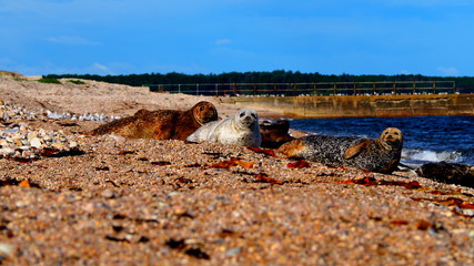 Sea lions rest in the morning sun on the beach of Portgordon, Moray, Scotland. In the distance you can see seagulls.
