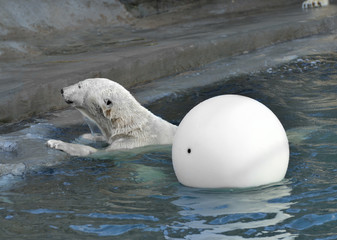 Fototapeta premium Polar bear is playing with white ball in water
