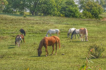 1003 - Horses in the Pasture I (1003-ANI-082417-1056A)