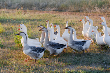 Flock of geese grazing on grass in summer field at sunset