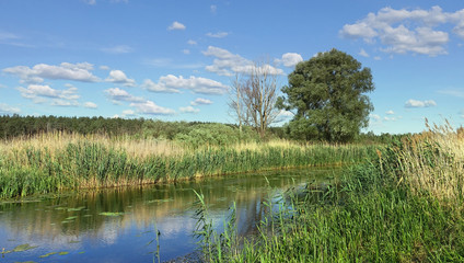The bank of the river, overgrown with reeds on a sunny summer day. a big tree on the shore