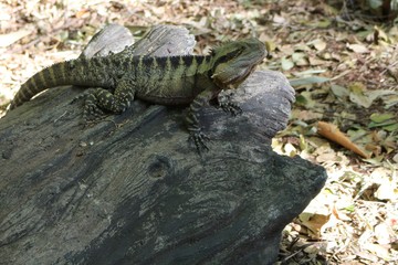 Water dragon on a tree trunk