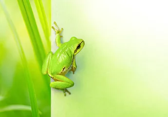 Foto op Plexiglas Kikker Creatieve natuurlijke achtergrond met een groene kikker en plaats voor tekst. Originele natura achtergrond met een groene kikker en planten close-up macro.