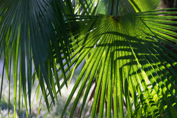 natural background with fan palm leaves in a bright Sunny summer day