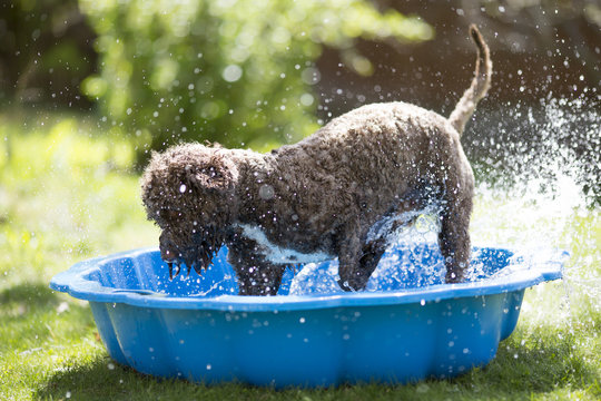 Brown dog is splashing the water on a children pool outdoors.