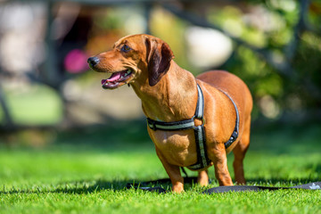 Dachshund dog in outdoor. Cute dachshund on nature background.
