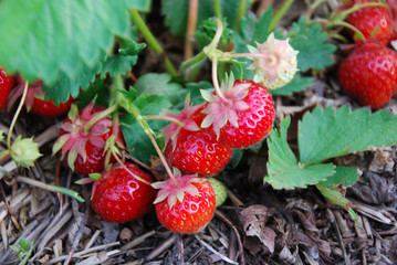 Red strawberries in a garden