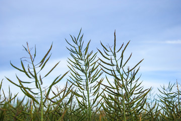 Growing unripe rapeseed