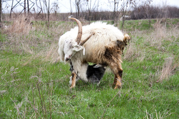Obraz premium Little kid goat sucking milk from goat's mom
