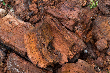 rotten wood in forest closeup