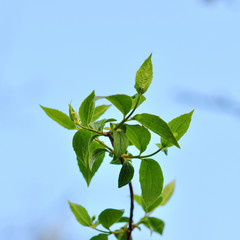 young beech leaves