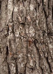 Bark backgrounds. Bark of pine tree texture in the park. Vertical composition of detailed tree bark background ,nature.