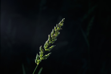 The spike of meadow grass growing out alone at night.