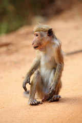 The toque macaque (Macaca sinica) sitting on the grovel road