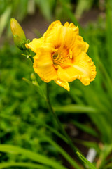 Day-lily flower aka Hemerocallis blooming closeup view
