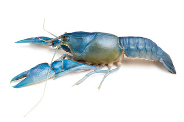 Blue crayfish ( Cherax destructor ) on white background.
