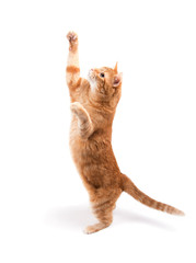 Ginger tabby cat reaching high up, on white background