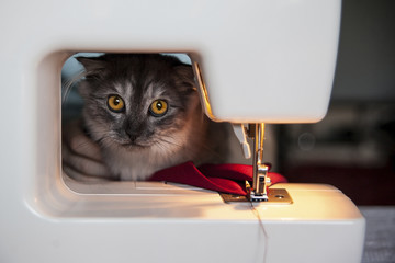 Sewing hobby background. Sewing machine with red fabric and cat looking at camera.