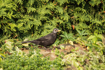 Song Thrush standing on stone in a small pond in the garden.