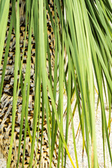 leaf from dasylirion acrotrichum dracenaceae plant desert from mexico