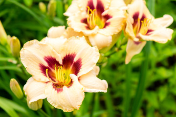 Fototapeta na wymiar Day-lily flower aka Hemerocallis blooming closeup view