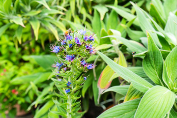 many bee sitting on blue bud from flower macro