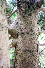 tree trunk close up view in forest