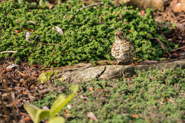 Song Thrush standing on stone in a small pond in the garden.