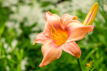 Fototapeta premium Day-lily flower aka Hemerocallis blooming closeup view