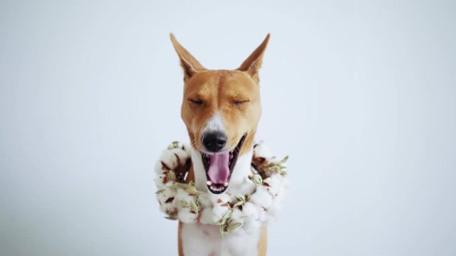 Pretty little puppy of basenji breed lazily yawns at camera, bored and sleepy, wears a celebration, victory or christmas wreath made of flowers and dry cotton