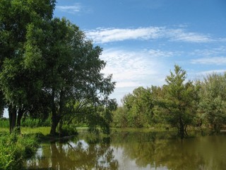 Fototapeta na wymiar Trees near the Lake in the summer against the blue sky