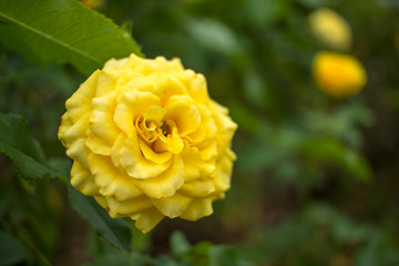 Gold Bunny; Floribunda Rose, Yellow Rose Made by Meilland in France, 1977