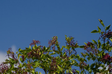 Mazurek na krzaku czarnego bzu © Katarzyna