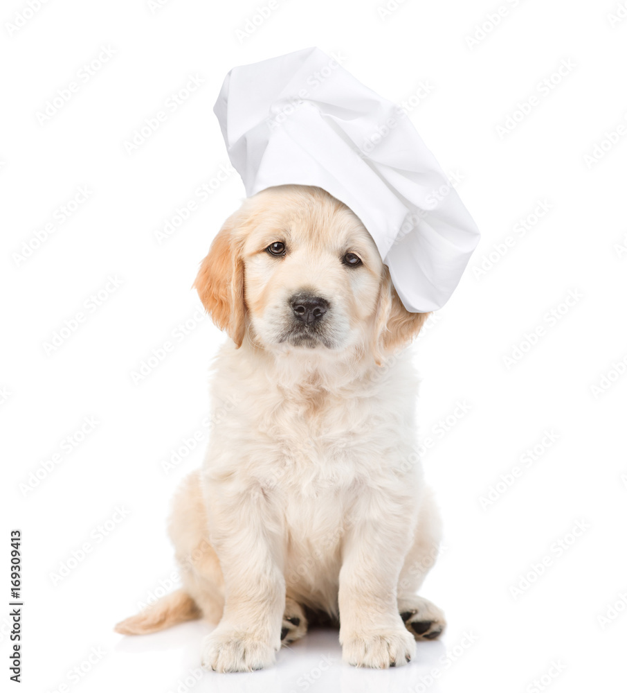 Poster funny golden retriever puppy in chef's hat looking at the camera. isolated on white background