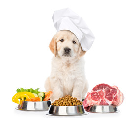 Funny golden retriever puppy in chef's hat with food for pets. isolated on white background