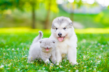 Mewing kitten and a puppy on green grass