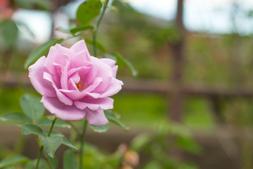 Madame Violet; Hybrid Tea Rose, Violet Rose Made by Teranishi in Japan, 1981