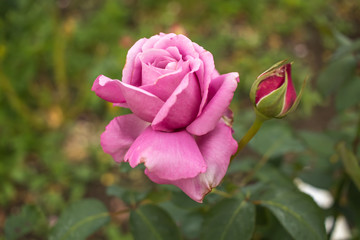Charles de Gaulle; Hybrid Tea Rose, Violet Rose Made by Meilland in France, 1974