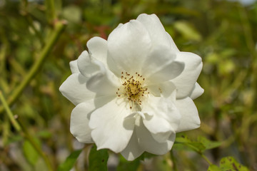 Iceberg; Floribunda Rose, White Rose Made by Kordes in Germany, 1958