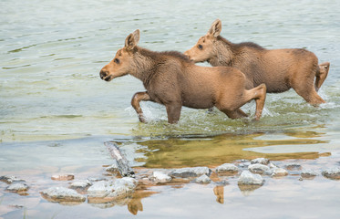 Moose