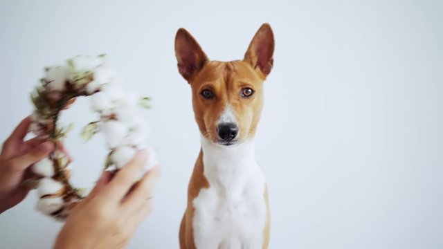 Funny and amuzing little brown basenji dog, sits straight, his owner puts on beautiful victory competition prize wreath on his neck made of cotton flowers