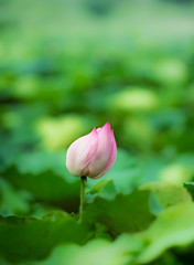 Lotus flower in a large pond, selective focus with blurred background for copy space