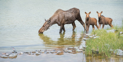 Moose