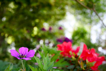 Fototapeta premium A beautiful blossoming flower 