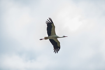 Stork flying home