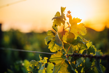 Sunset in the vineyard