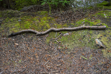 snake stick with moss