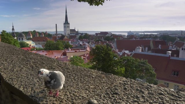 Tallinn panorama, Estonia. Morning view